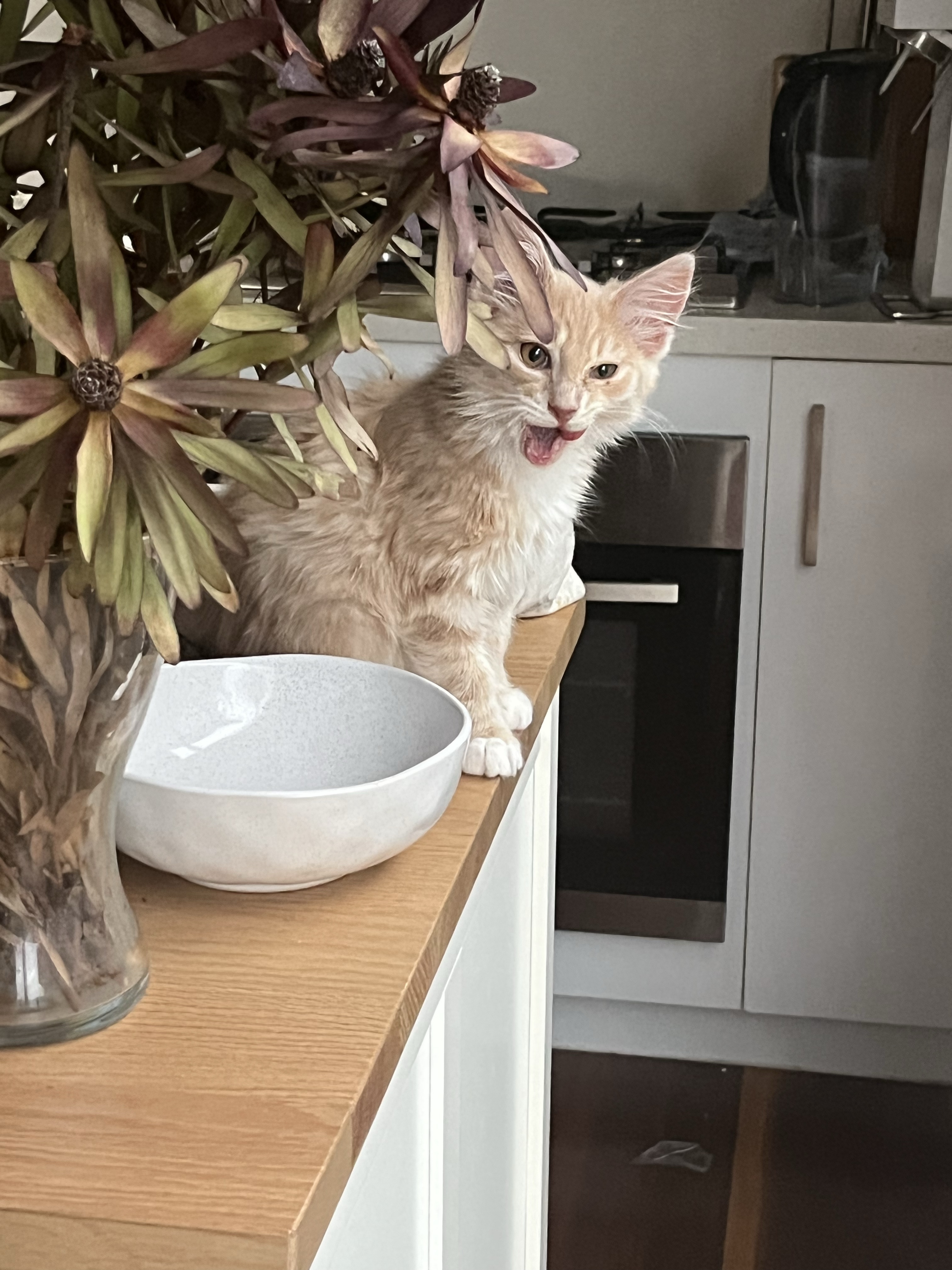 Last night I had a Trolley Problem…